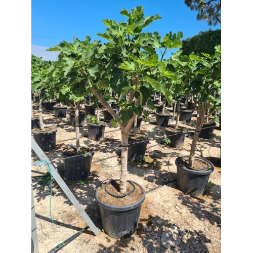Ficus carica 1/2 copa 35 lt